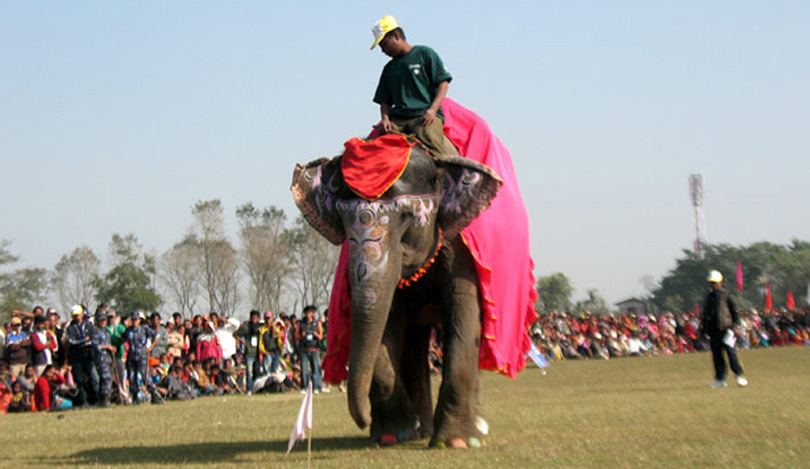 Elephant festival from Dec 26 to 30