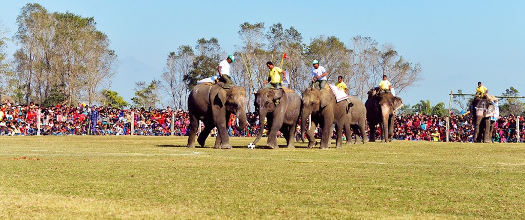 Elephant festival to kick off today