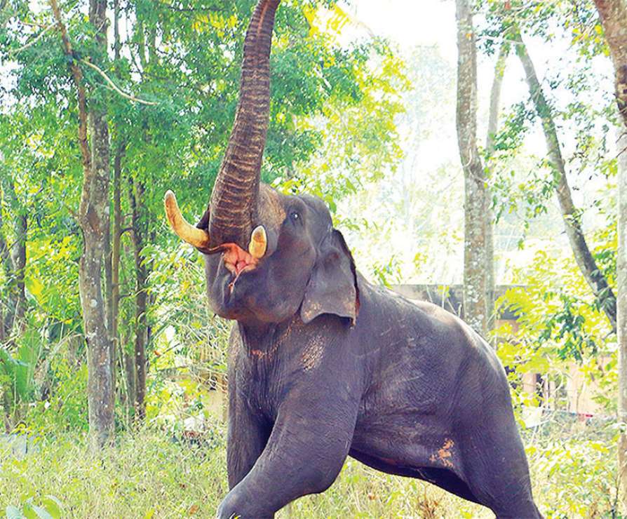 One killed in elephant attack in Jhapa