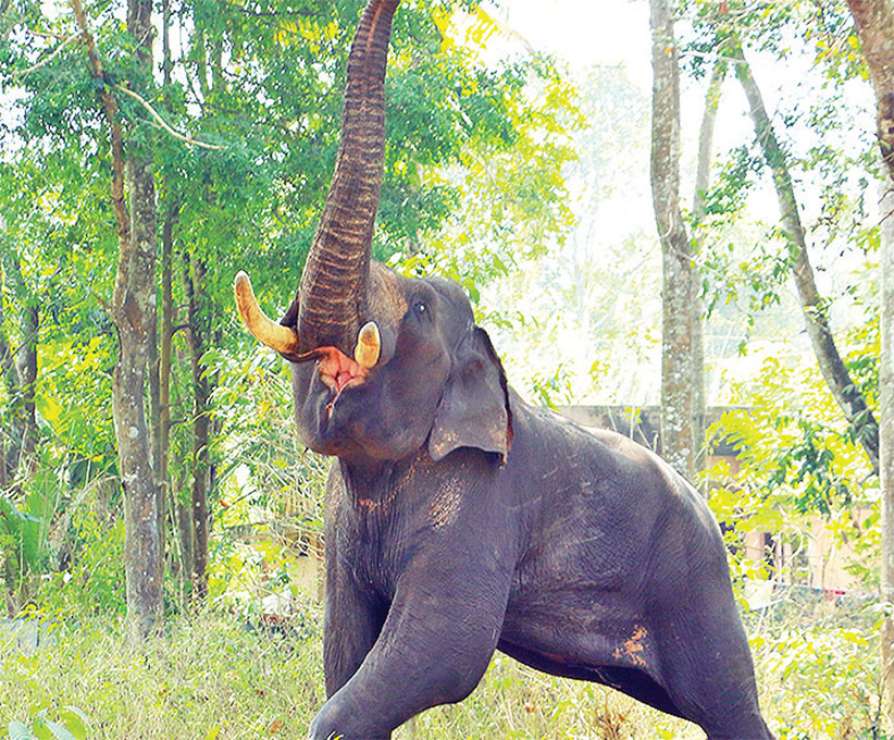 Elderly woman dies in elephant attack