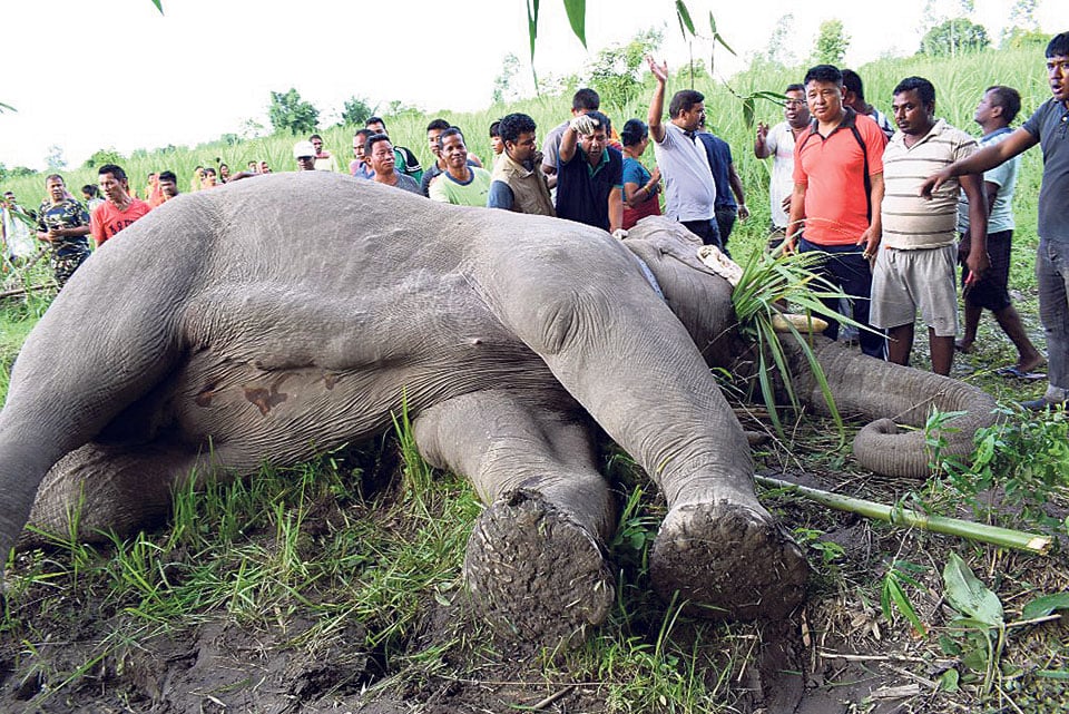 Twenty five elephants die in CNP since 2002