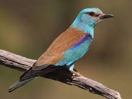 'European Roller' traced first time in country