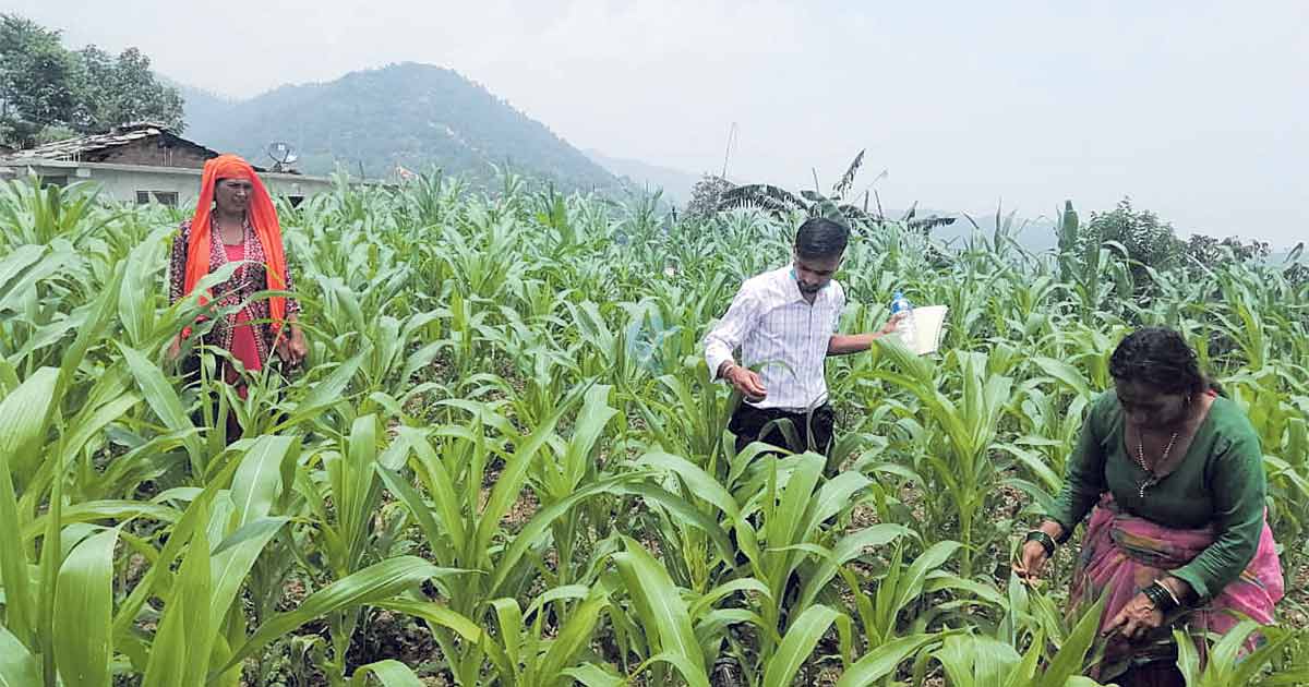 तनहुँमा फौजी किराको प्रकोप, मकै र कोदोबाली नष्ट