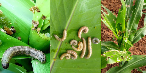 Fall armyworm outbreak in Bhojpur