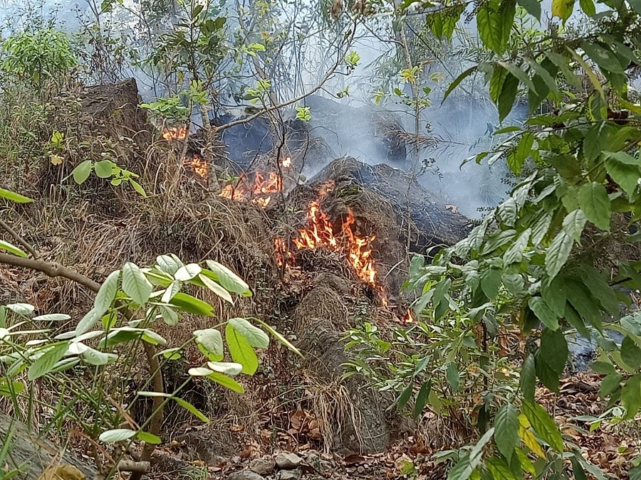डढेलोले सुदूरपश्चिम प्रदेशका वनमा व्यापक क्षति