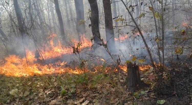 Katari faces high risk from forest fire at Churiya area