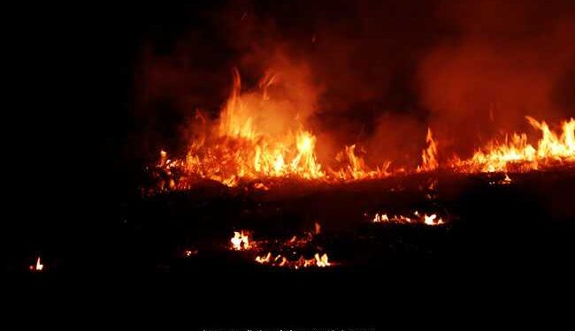 Fire at goat farm causes loss of Rs 6 million