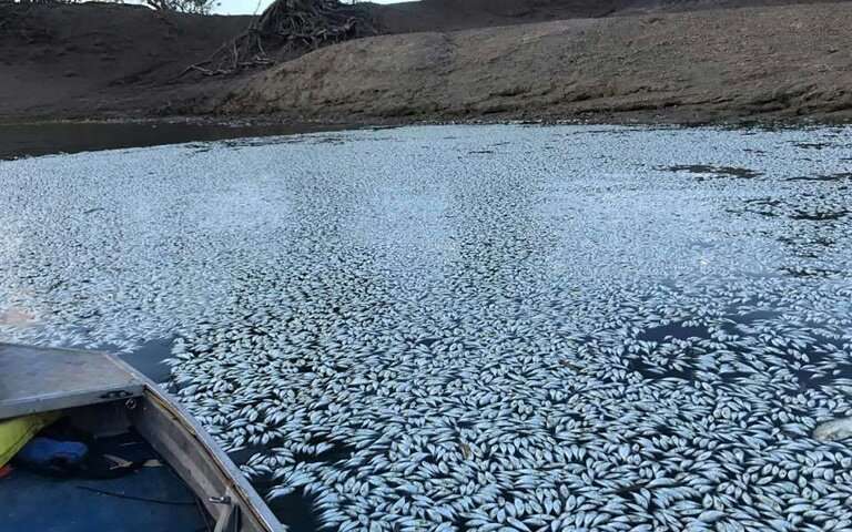 Sea of white: 'Hundreds of thousands' of fish dead in Australia