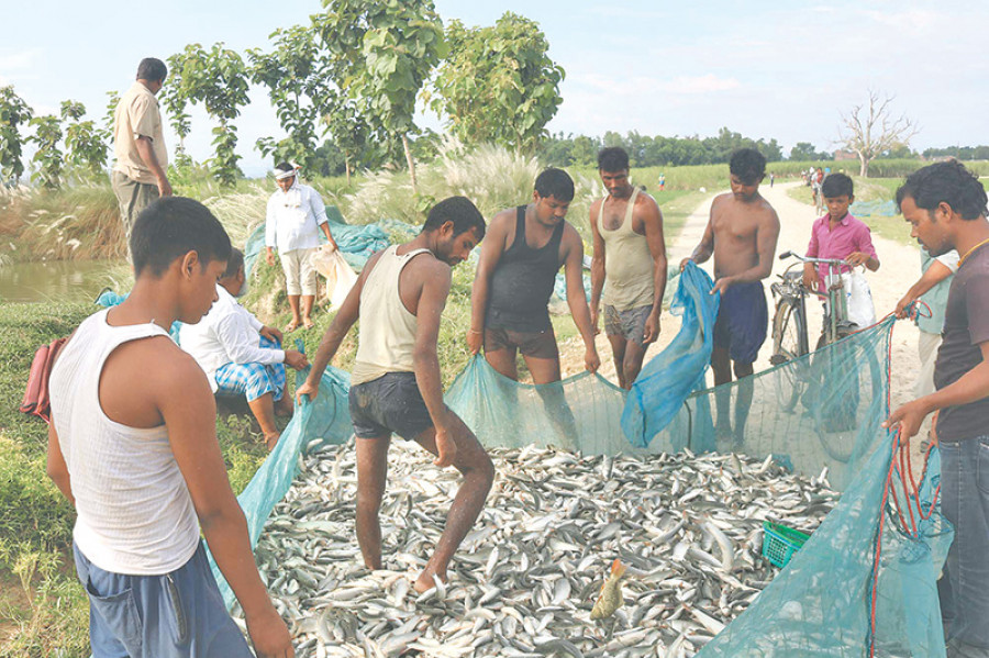 Fishery getting popular among Kushma folks
