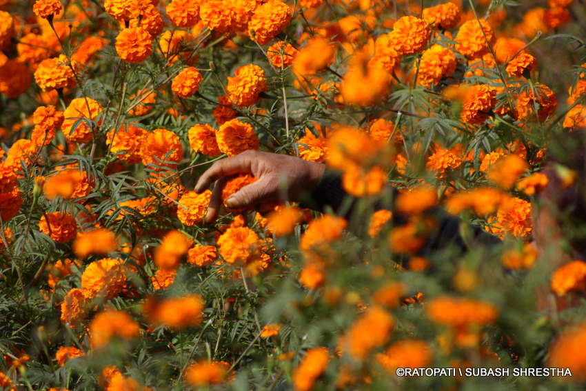 फूलमा आत्मनिर्भर बन्दै नेपाल : यस वर्ष आयातित फूलमा कमी