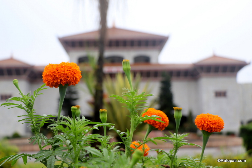 मुर्झाएको संसद भवनमा फुलेका सुन्दर फूलहरु (फोटोफिचर)