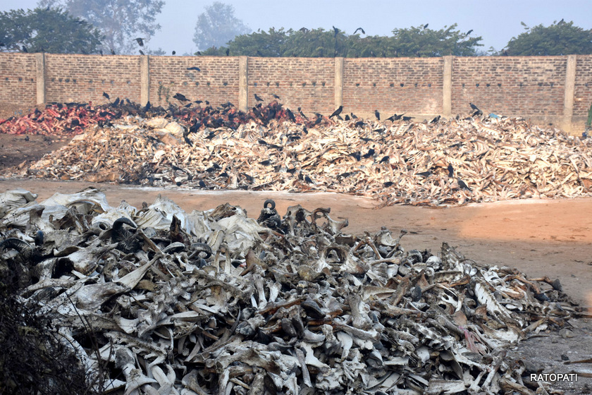 वीरगञ्जका मासु उद्योगको दुर्गन्धले ५ वडाका बासिन्दा प्रभावित (फोटो/भिडियो)