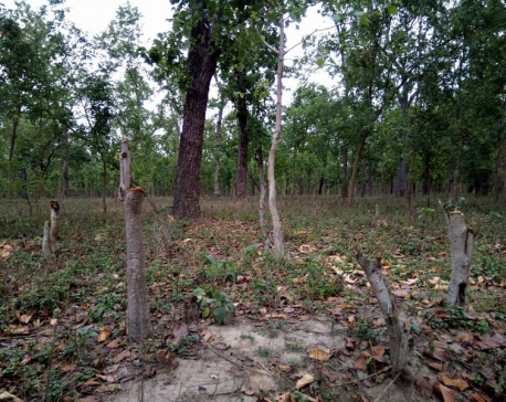 Kailali witnessing gradual loss of forest area