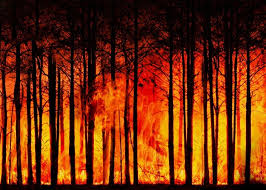 Wildfire at 47 community forests destroy 1200 hectares forest in Myagdi