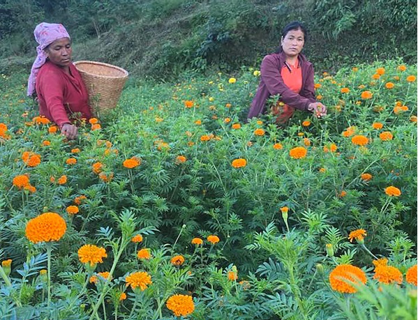 फूल व्यवसायीलाई भ्याइनभ्याइ