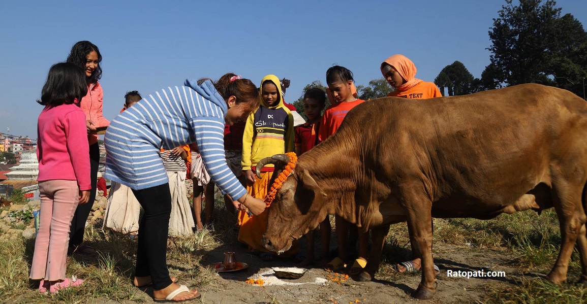 पशुपति मन्दिर परिसरमा यसरी गरियो गाईको पूजा (तस्बिरहरु)