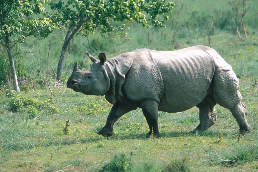 90 accused in rhino poaching at large: CNP