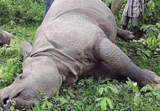Rhinoceros found dead
