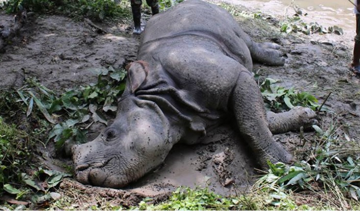 Rhino found dead in Narayani river
