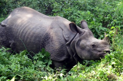 Another rhino found dead; natural death of wildlife on rise