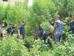 Marijuana farming in 27 ropani destroyed