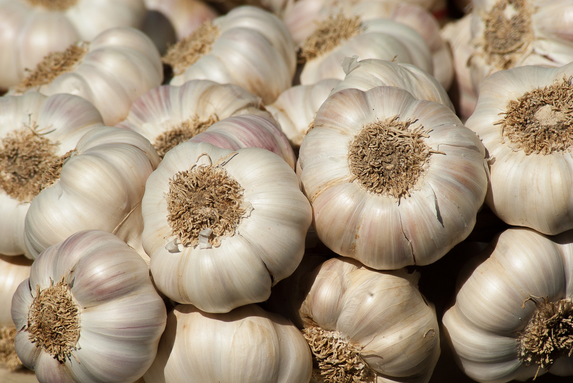 140 quintal garlic produced in a single ward in Rukum Paschim