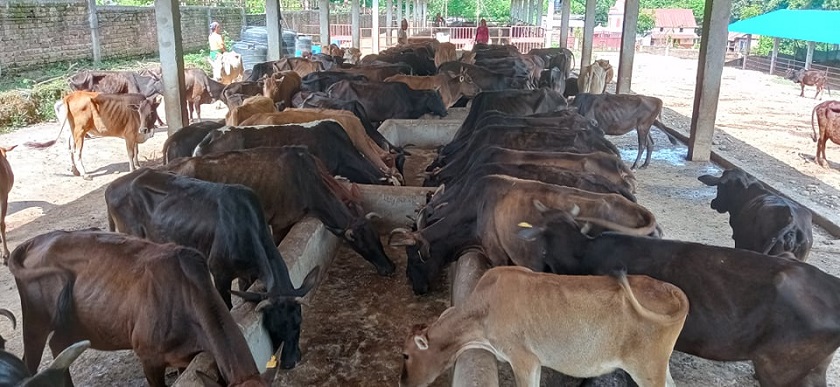 गौशालाका गाईलाई छैन आहारा