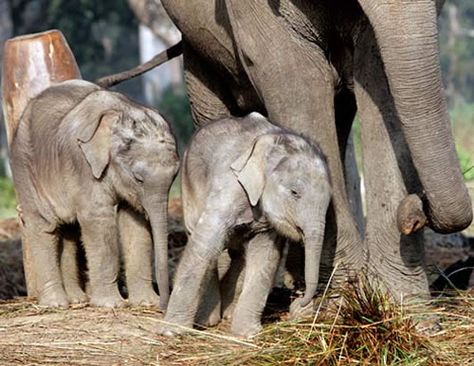 Forest path being constructed for stopping elephant menace