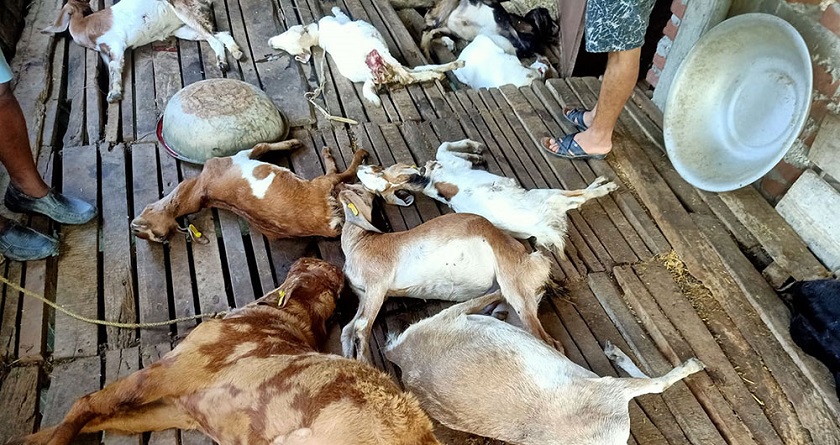 अज्ञात रोगले हुम्लामा ६० पशु मरे