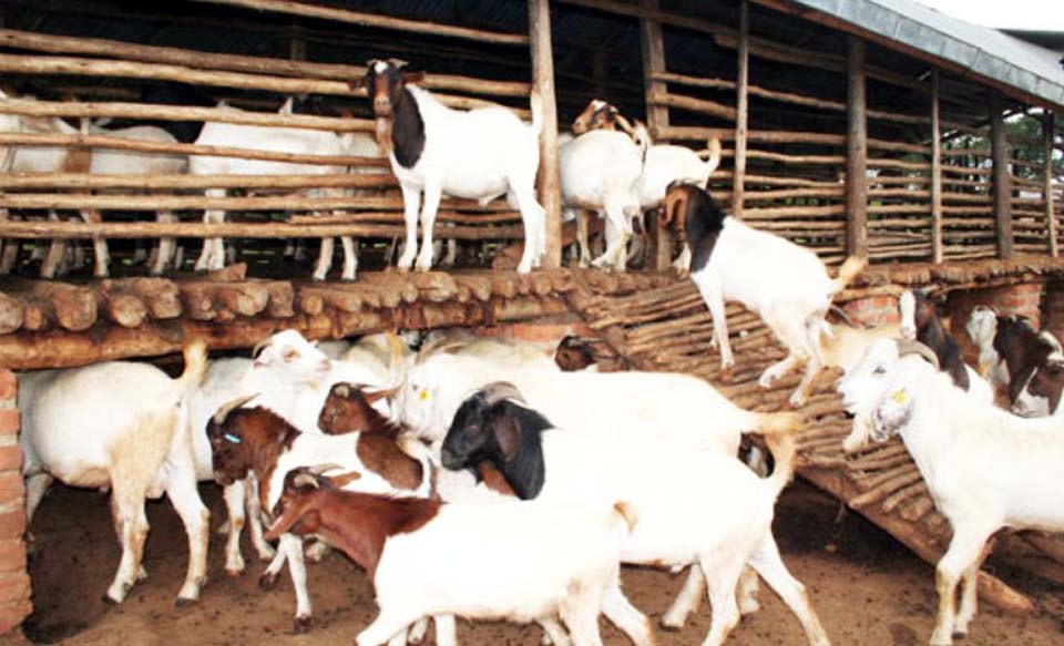 Women given grant assistance for goat rearing