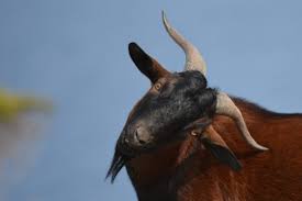 74 thousand goats in Parsa vaccinated against PPR