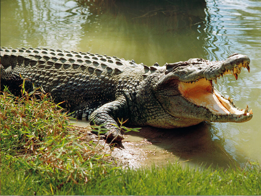 Crocodile rescued from fish pond