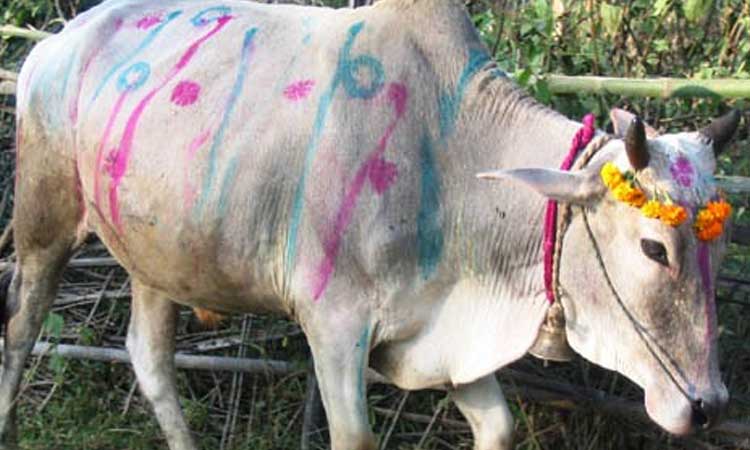 आज गोवर्द्धन पूजा, गोरु, बलि र हली पूजा गरिँदै