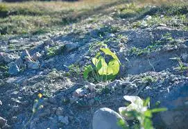 Gurjo saplings to be planted at vacant spaces in Pashupati area