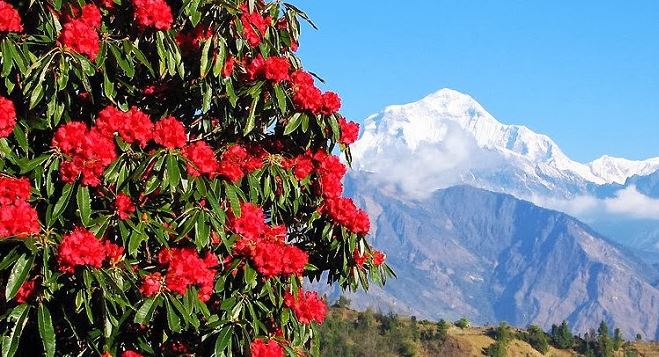 रुख सुक्ने खतराले लालीगुराँस टिप्न रोक