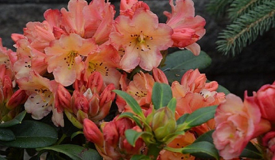 Rare ‘loderi’ rhododendron found in forests of Myagdi