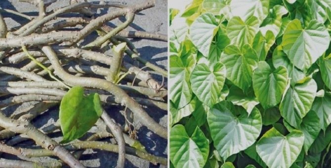 Gurjo saplings being distributed free of cost to help boost immune system