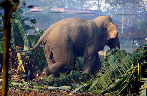 One dead, four hurt in elephant attack