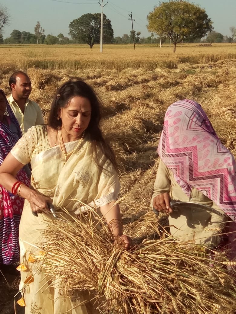 हेमा मालिनीले खेतमा म्याचिङ सिफन साडी लगाएर गहुँ काटिन्, भइन् ट्रोल