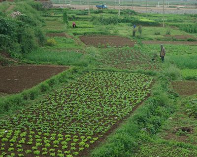 Plantation of medicinal herbs kicks off in Dang