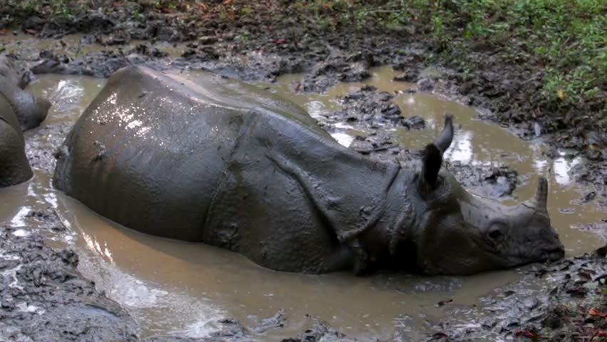 17 rhinos die in CNP in past six months