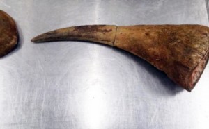 Rhino horn found