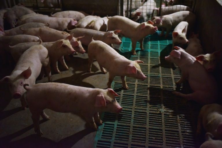 China culls 38,000 pigs as swine fever spreads