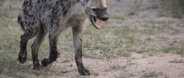 Hyenas in Salyan facing survival threat