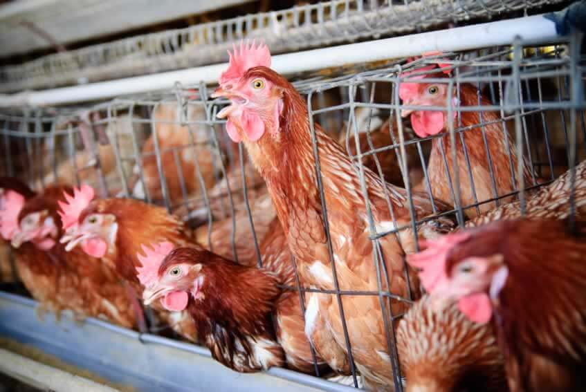 Van laden with banned chicken under control