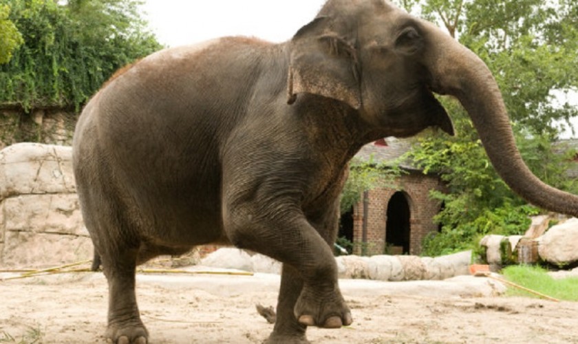 Wild elephants terrorize locals in Koshitappu Wildlife Reserve areas