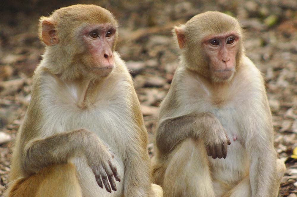 HIV antibody tested on monkeys potentially effective