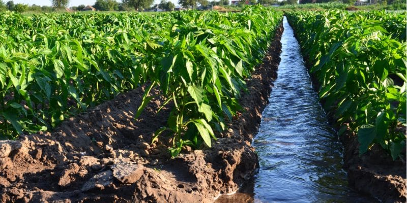 No irrigation for lack of budget