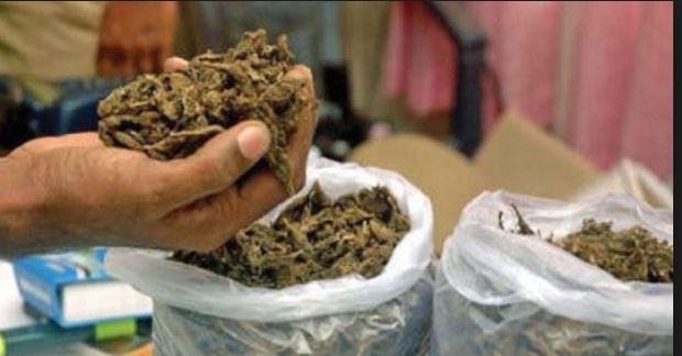 Jumla exports 61 types of herbs