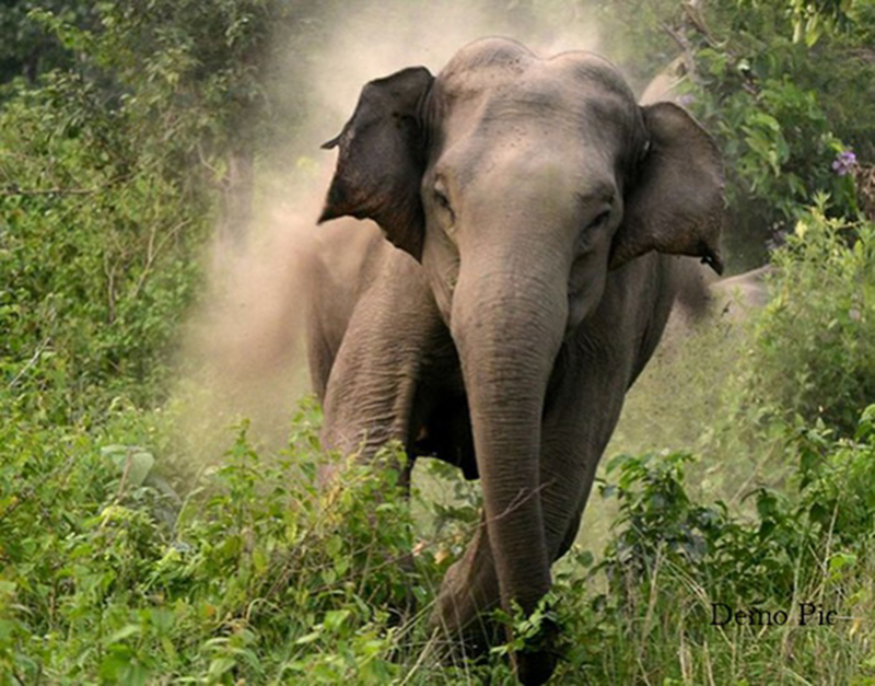 Woman killed in tusker attack